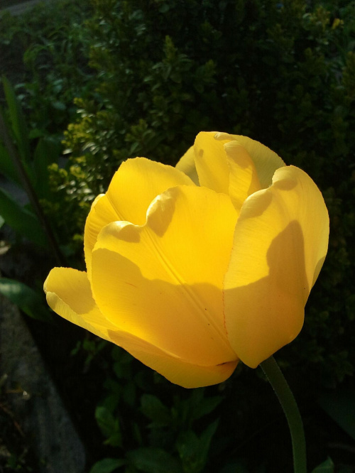 tulipanek #kwiaty