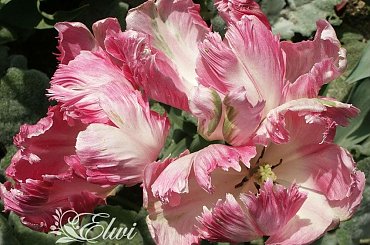 #tulipan #tulipany #TulipanyPapuzie