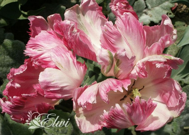 #tulipan #tulipany #TulipanyPapuzie