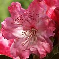 Maj 2014 #różanecznik #różaneczniki #rododendron #Germania #RododendronGermania