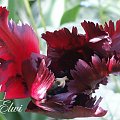 Maj 2014 #tulipan #tulipany #TulipanyPapuzie #BlackParrot