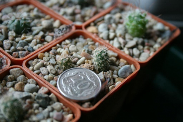 Notocactus rutilans