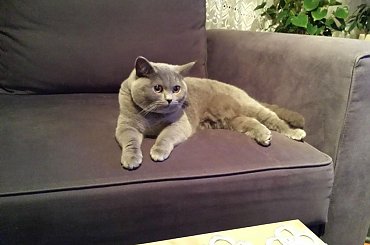 #brytek #brytyjczyk #kot #kotek #niebieski #pluszak