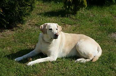 Gardenia #Gardenia #Pies #Labrador
