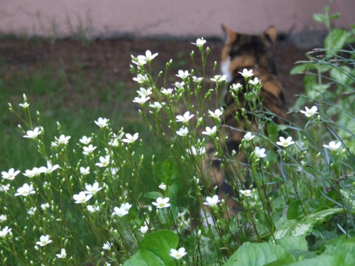 Lu #kot #koty #kwiatki #maj