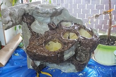 #hoya #hydroponika #paludarium #rośliny