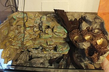 #hoya #hydroponika #paludarium #rośliny