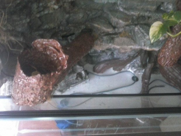 #hoya #hydroponika #paludarium #rośliny