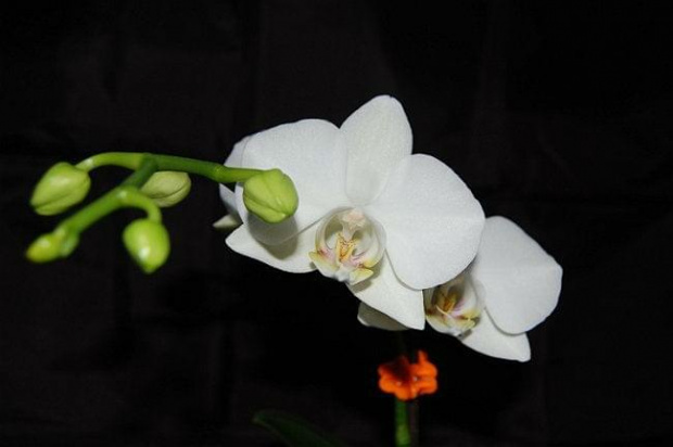 mojstorczyk.pl #storczyk #storczyki #orchidea